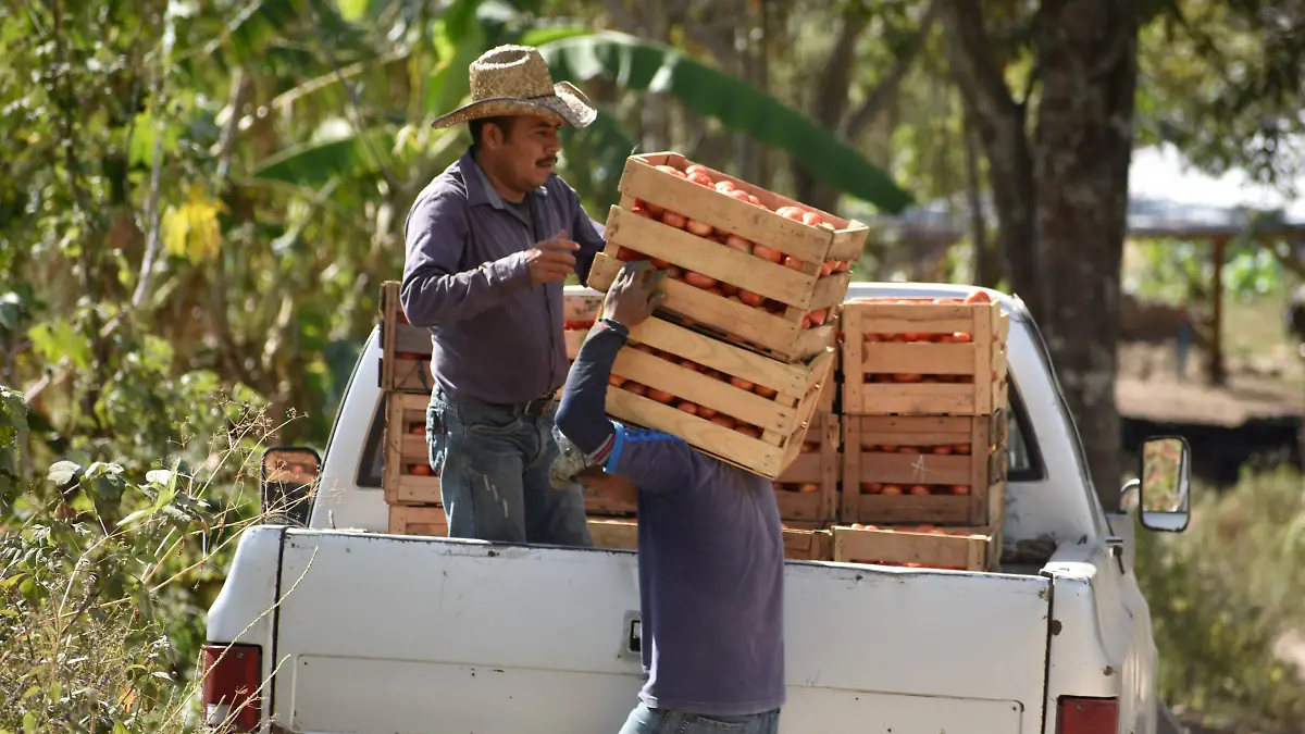 Productores de jitomate en Ocotito